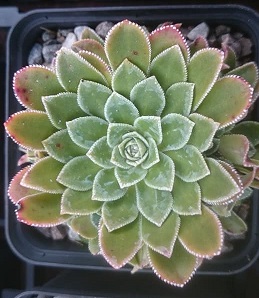 Saxifraga Southside Seedling - 8cm pot 